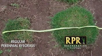 trawa samozagęszczająca rpr.jpg