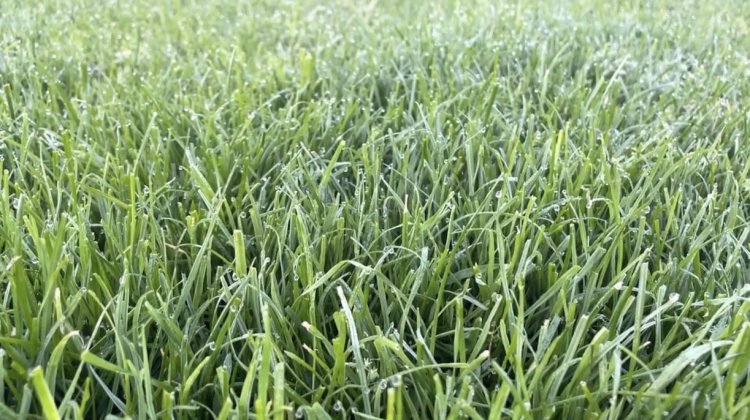 trawa uniwersalna.jpg