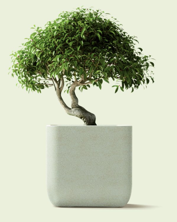 donica-molta-square2025-03-05 o 14.00.16 2.jpg