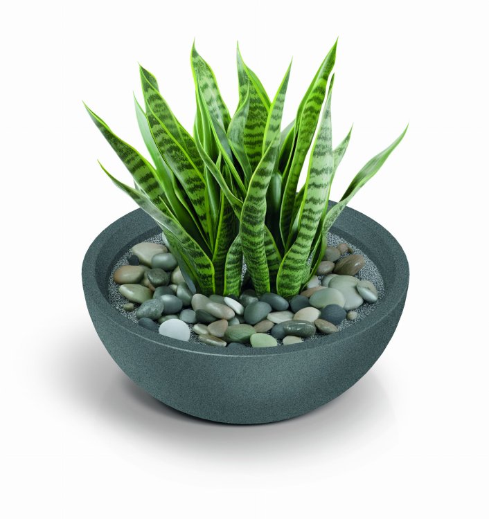 donica-molio-bowl-z-roslina-kamienie