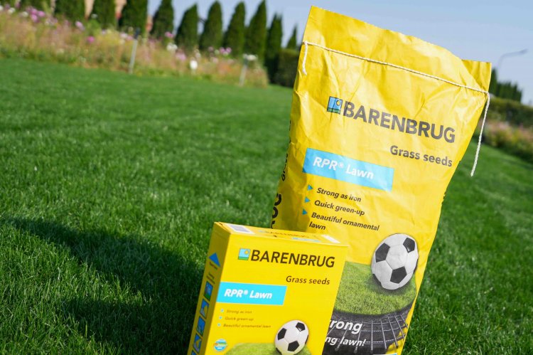 trawa-sportowa-barenbrug-rprRPR Lawn 5.jpg