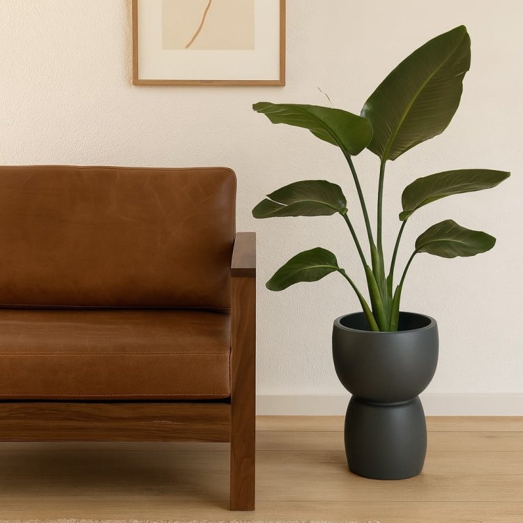donica-duala-grafit-strelitzia-salon