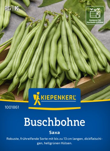 Nasiona Fasola szparagowa "Saxa" Kiepenkerl