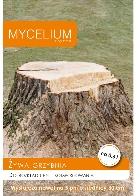 grzybnia na pnie.jpg