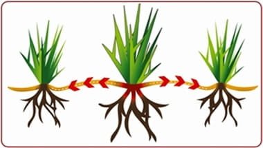 trawa samo zageszczajaca.jpg