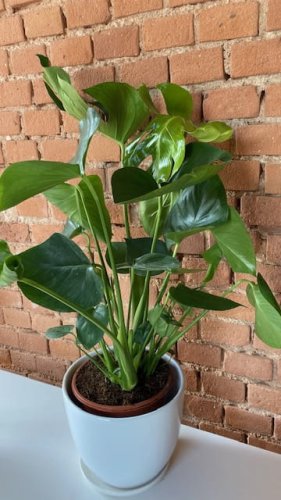 monstera 3.jpg