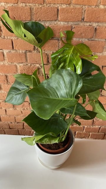 monstera 4.jpg