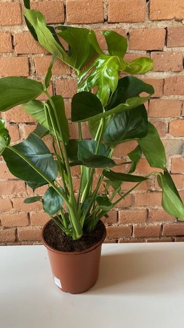 monstera 5.jpg