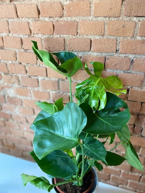 monstera 2.jpg