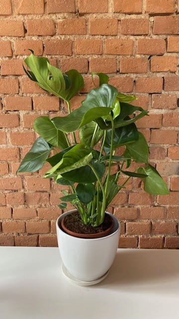 monstera 1.jpg