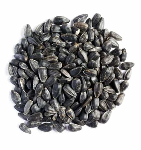 słonecznik dla ptaków.jpeg