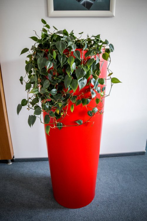 bardzo duża donica ogrodowa 20.jpg