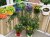 Mata balkon wnętrze RD08.jpg