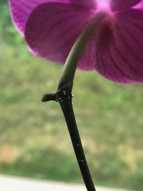 choroby storczyków kropelki na orchidei