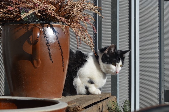 kot na balkonie