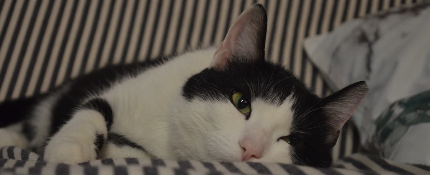 jak sadzić pomidory - wysiew nasion