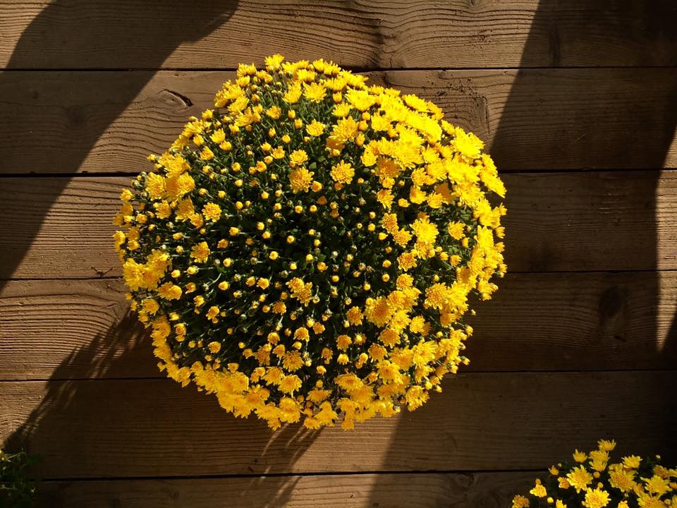 chryzantemy kłodzko 