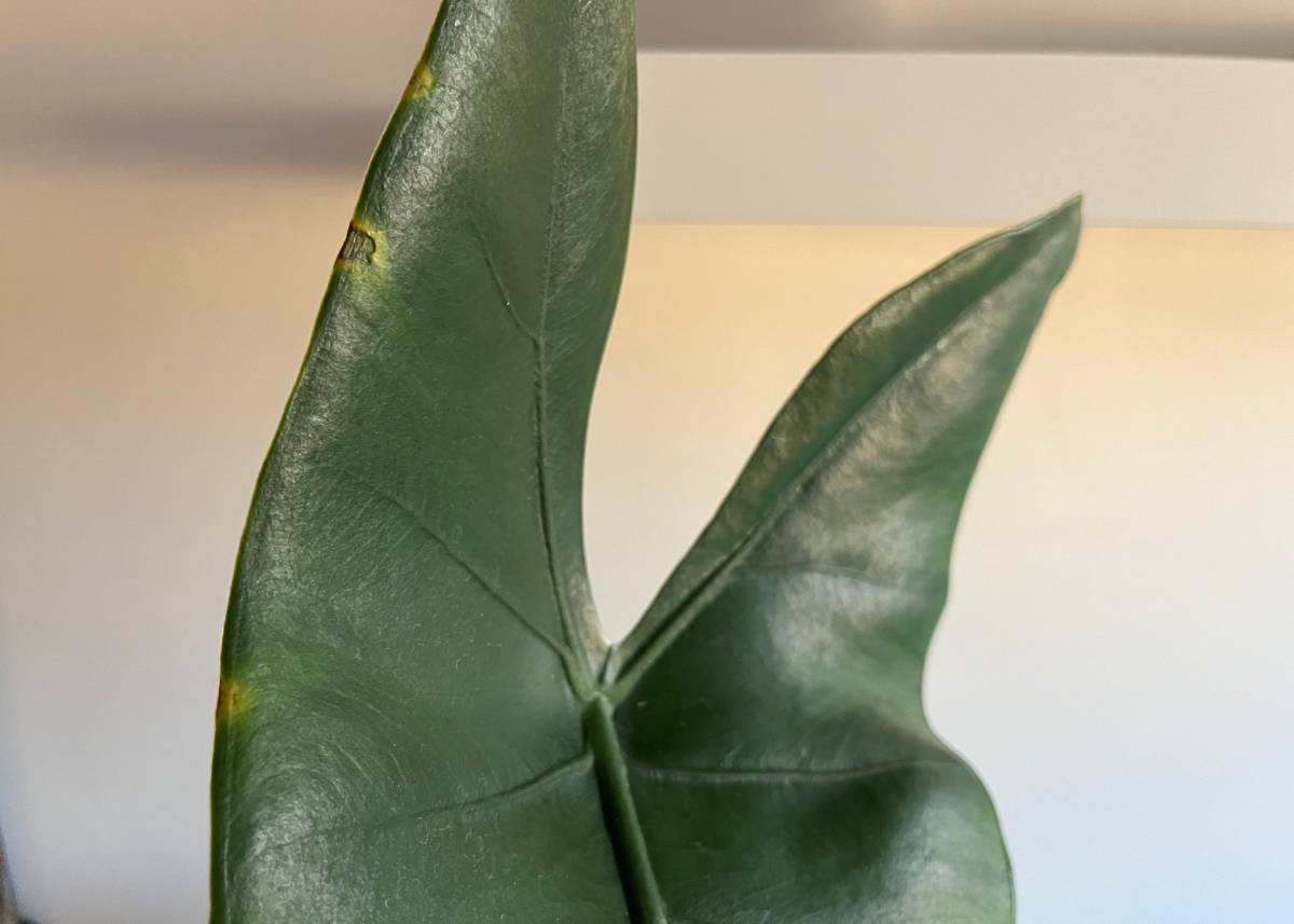 brązowe plamy na liściach 