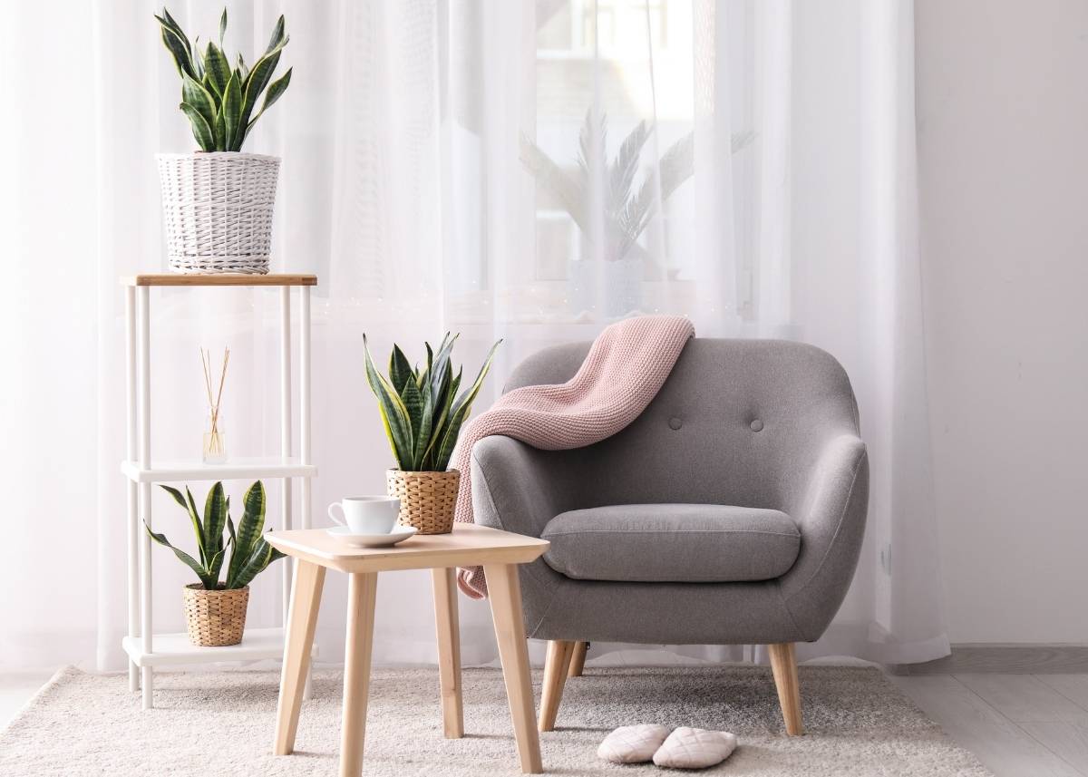 kwiaty dla alergików