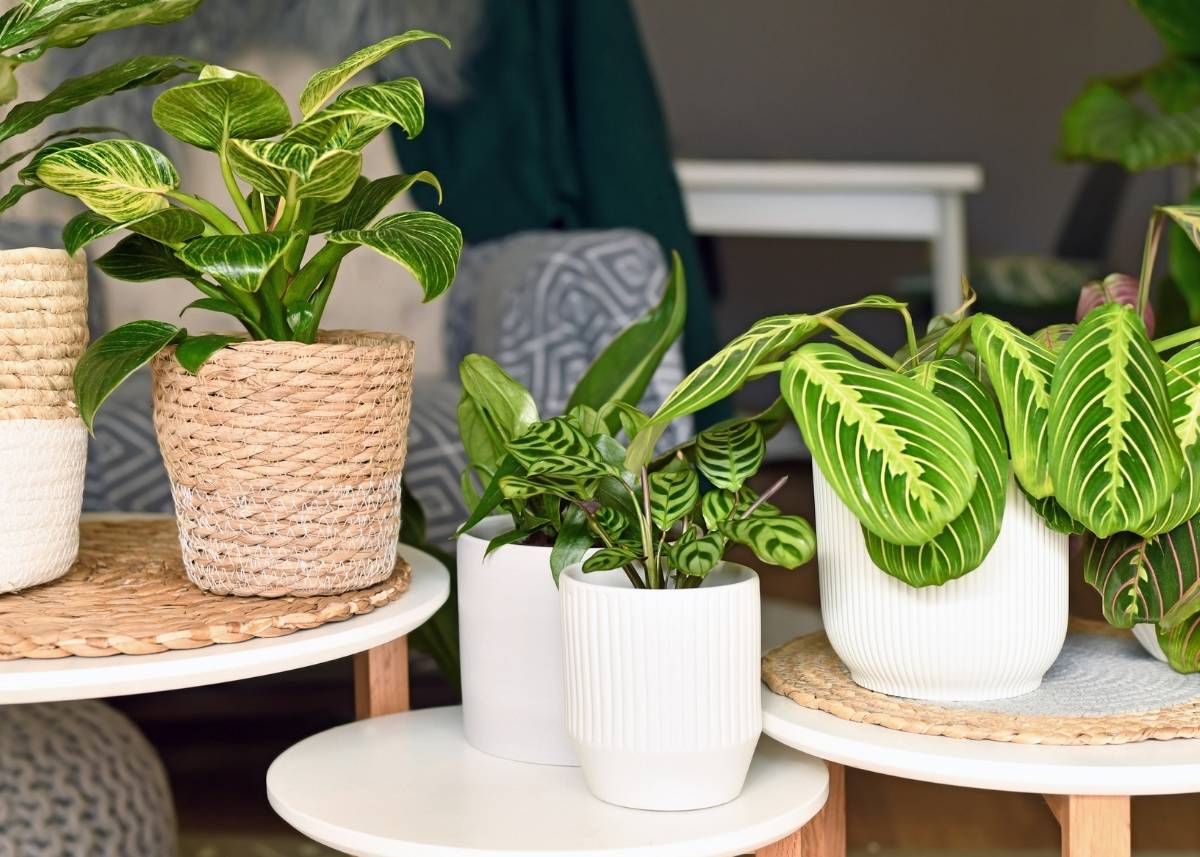 kwiat dla alergików