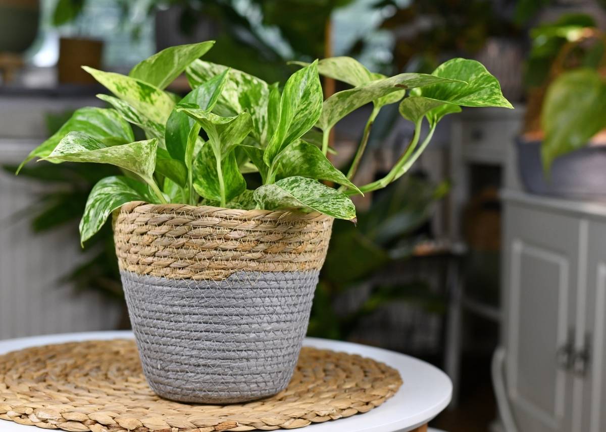 kwiat dla alergików