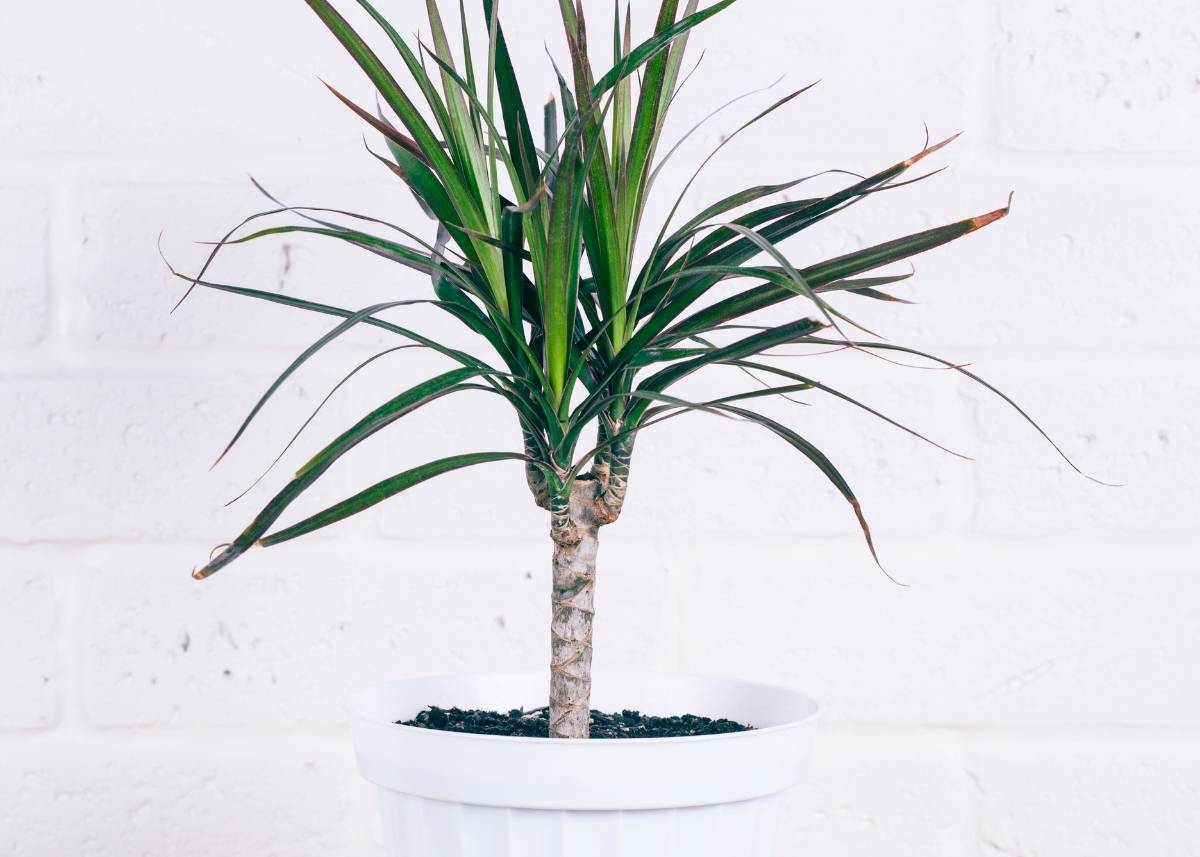 kwiat dla alergików