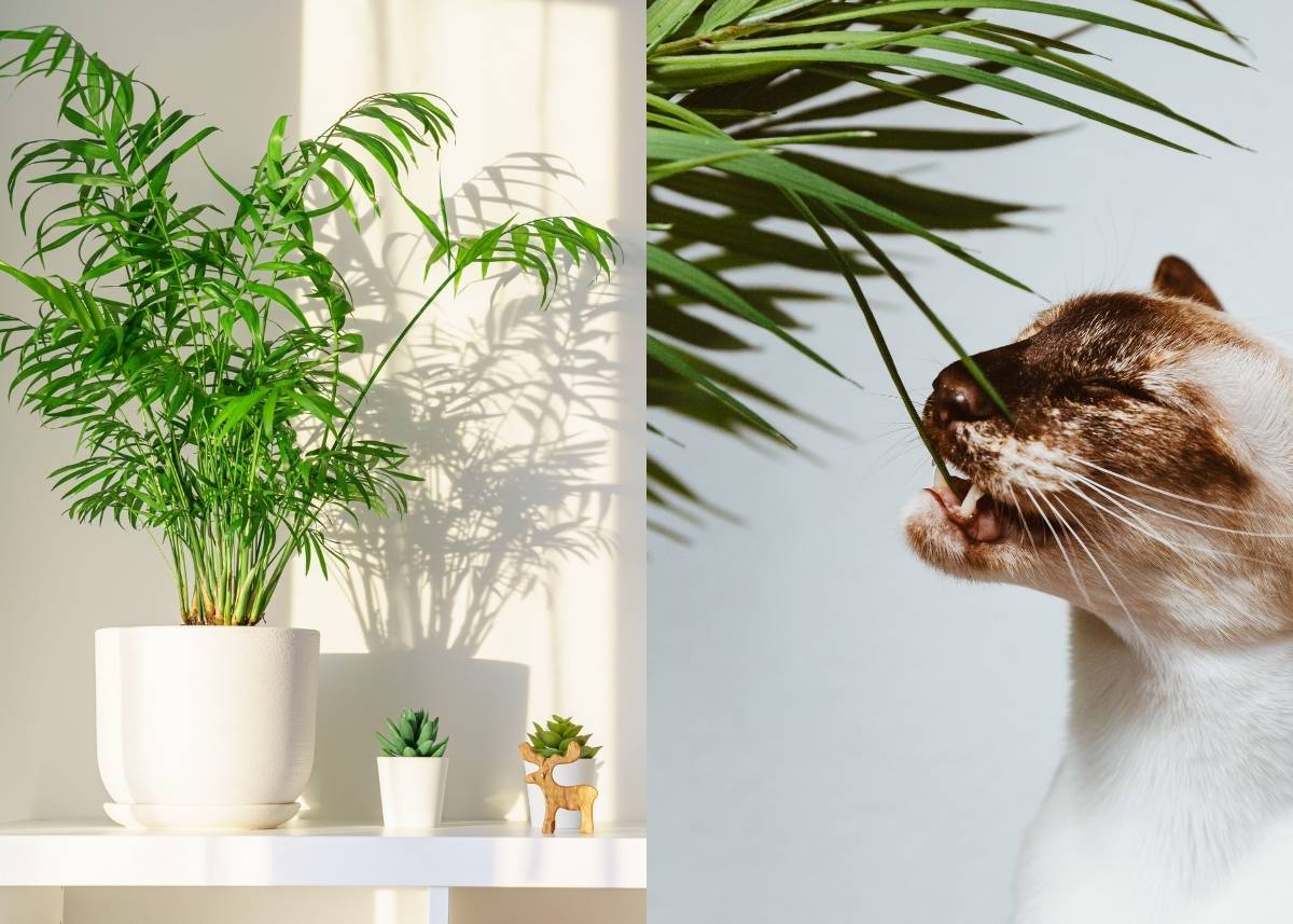 rośliny bezpieczne dla kota