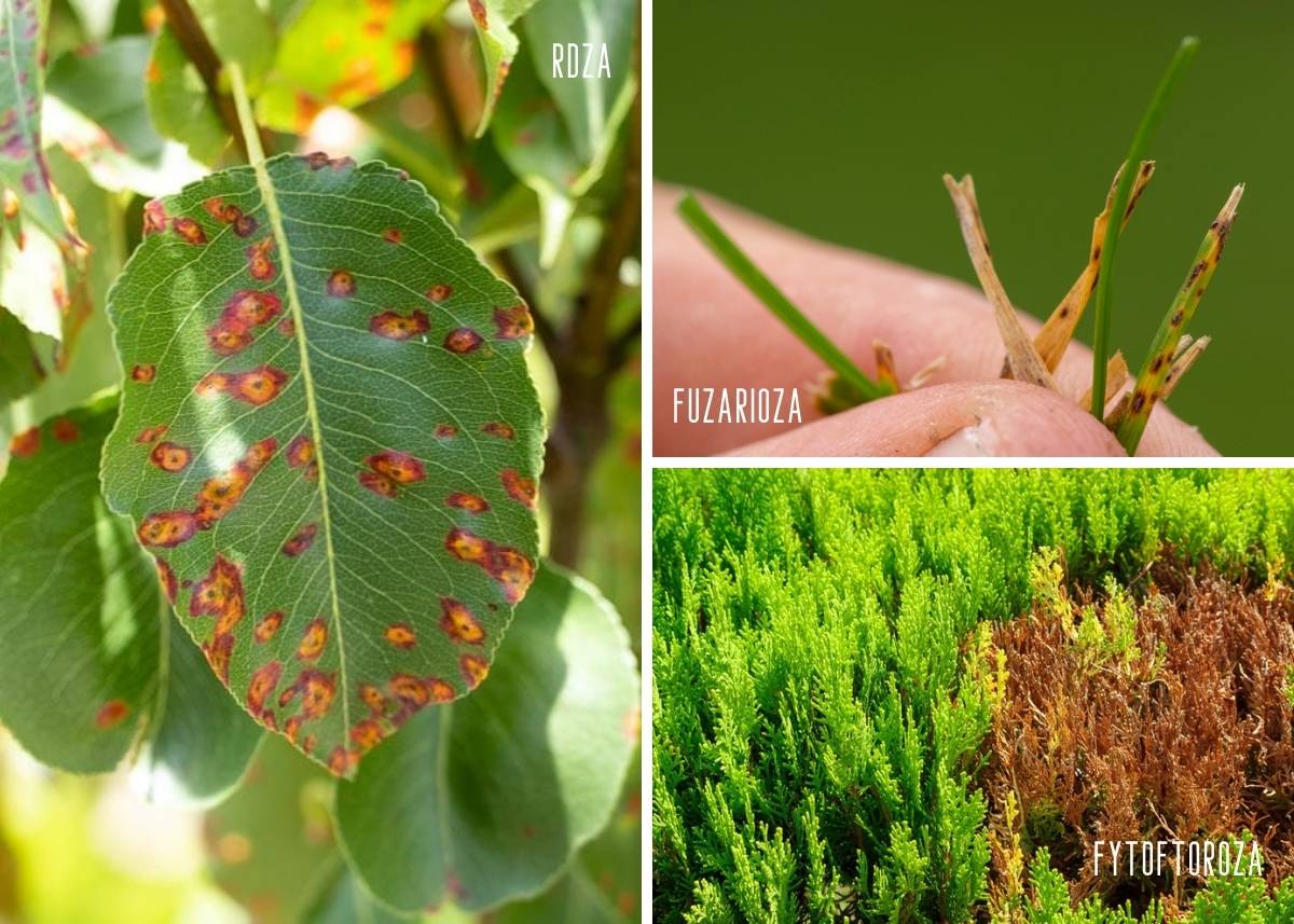 brązowe plamy na liściach