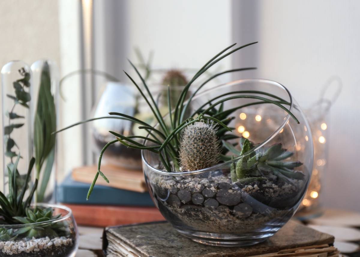 jak dbać o sukulenty
