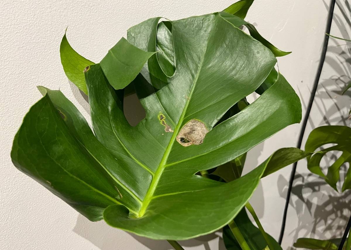 brązowe plamy na liściach