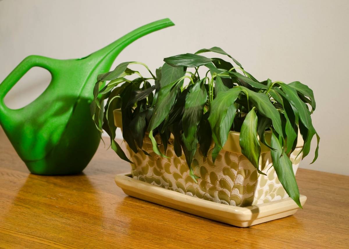 brązowe plamy na liściach