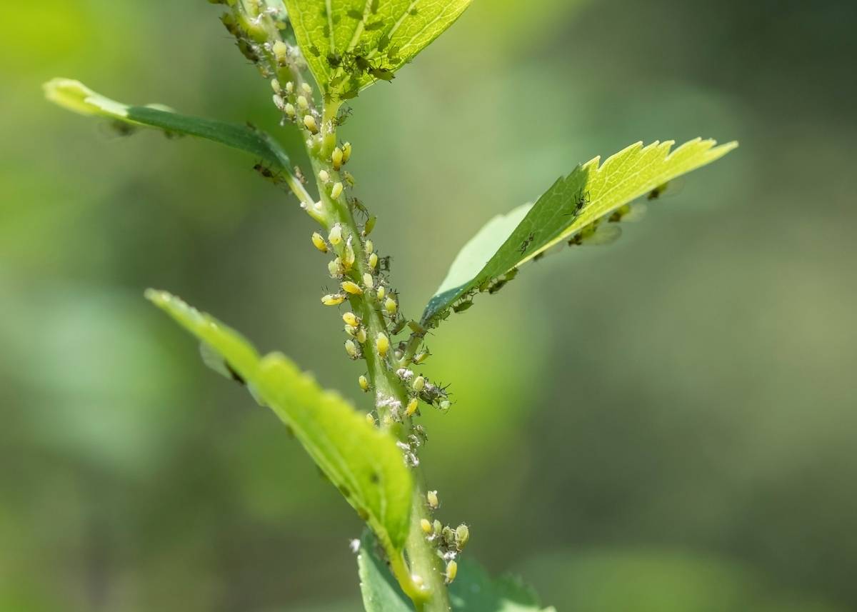 skuteczny środek na mszyce i tarczniki