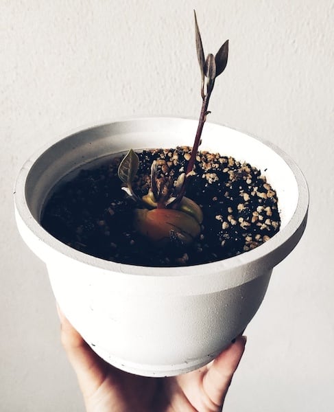 jak wyhodować avocado z pestki