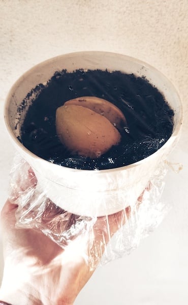 jak wyhodować avocado z pestki