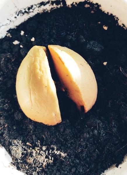 jak wyhodować avocado z pestki