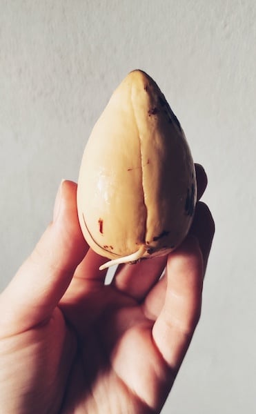 jak wyhodować avocado z pestki