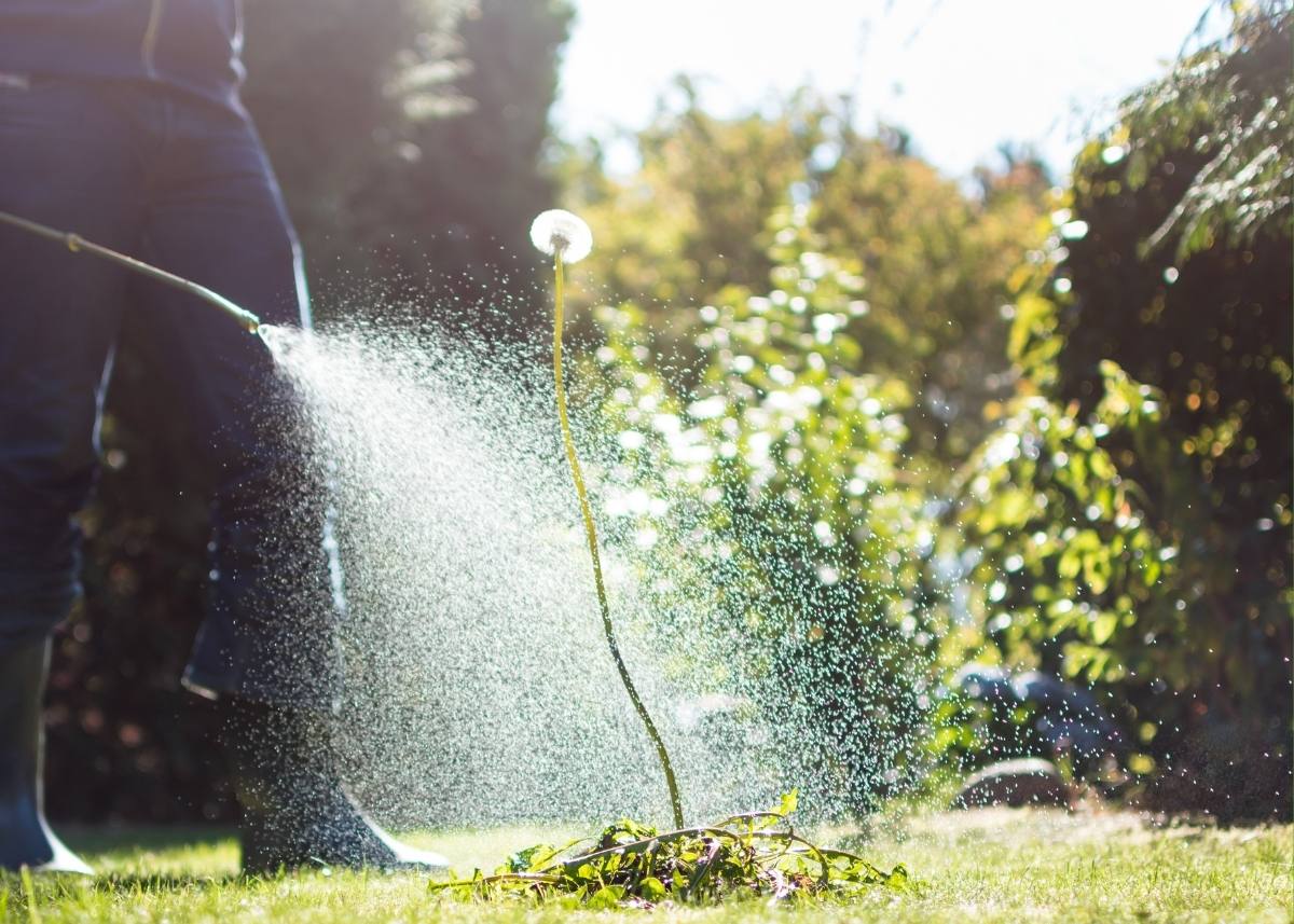 zwalczanie chwastów w trawniku