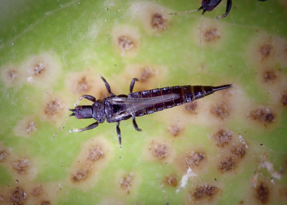 jak zwalczyć wciornastki