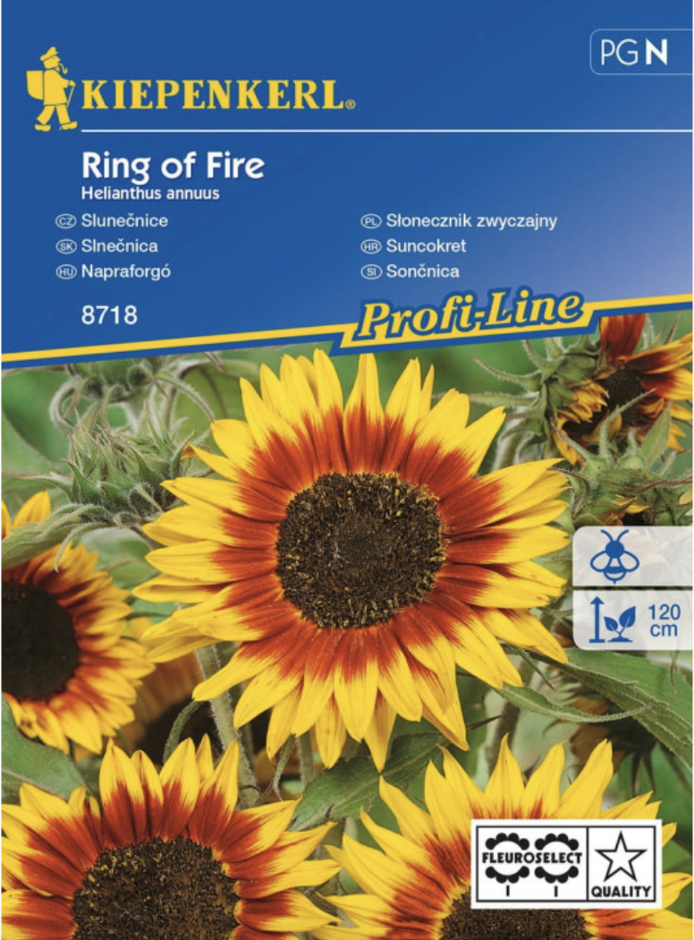 Słonecznik zwyczajny Ring of Fire  Kiepenkerl