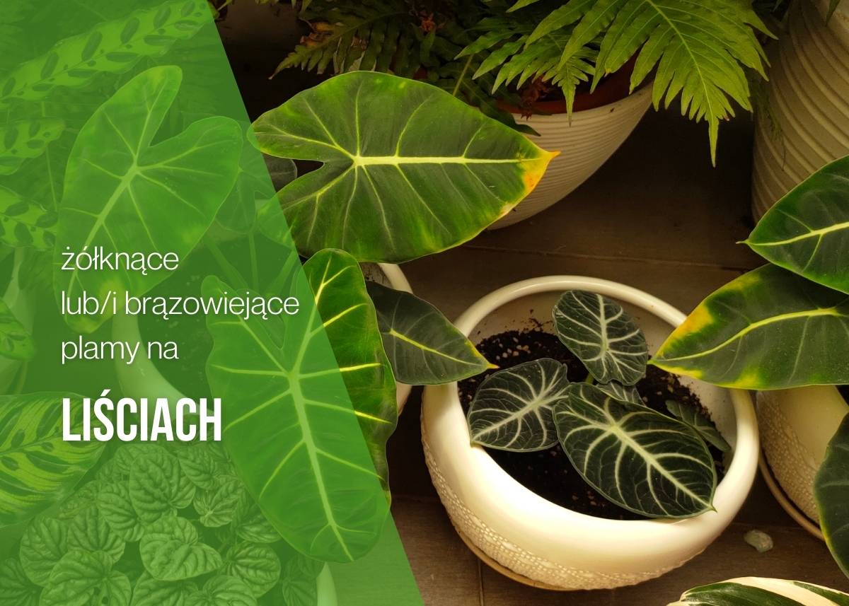 Dlaczego mam brązowe plamy na liściach